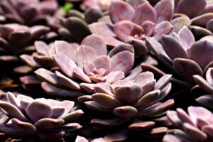 女性のためのセルフケア習慣一覧を知りたい方へおすすめの情報は？