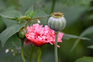 フェムケア市販薬の効果を比較した場合、どれが最もおすすめ？