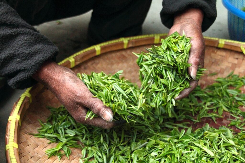 尿もれに悩む40代女性は、お茶で悪化するのか？